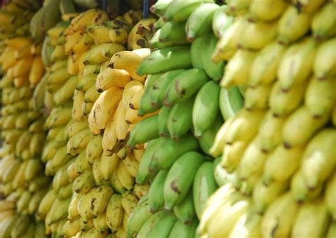 China Good Harvest Makes Banana Growers Lose Money Produce Report