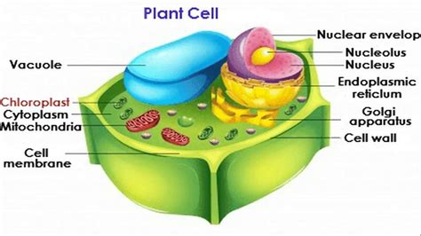 In higher plants its number is large. chloroplast in the plant cell - YouTube