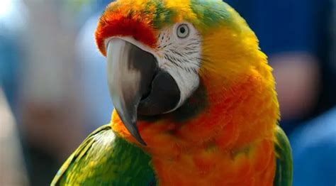 Parrot Beak Peeling Symptoms How Can It Be Cured Birds Coo