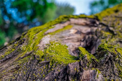 Macro Wood Bokeh Moss Blurred Nature Wallpapers Hd Desktop And