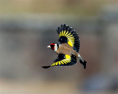 European Goldfinch Facts Temperament As Pets Care Pictures Singing