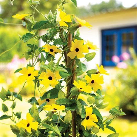 They grow best in full sun or partial shade. The Best Annual Vines for Your Garden | Flowering vines ...
