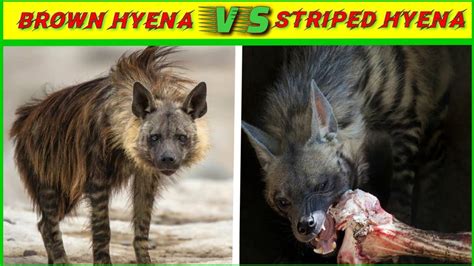 Brown Hyena Vs Striped Hyena Fight In Hindi Brown Hyena Vs Striped
