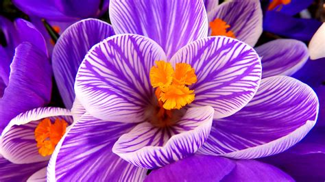 Wallpaper Crocus Flower Purple Flower Hd Flowers 6730