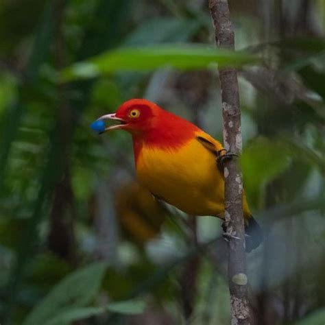 Flame Bowerbird On The Web You Will See Its Body Colors That