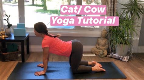 Helps to lengthen the spine and creates space in the upper back and stimulates the abdominal muscles. How to do Cat Cow Yoga Pose | YOGA FOR BEGINNERS - YouTube