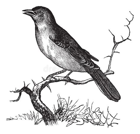 Nightingale Luscinia Bird Silhouette Icon Outline Set Black Grey Color