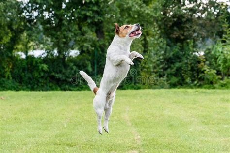 Nice Dog Jumping Up Playing At Back Yard Lawn Stock Photo Image Of