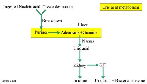 Raised uric acid levels in the body are a point of concern as they not only affect the joints but also the digestion. Urine, uric acid Quantitative (24 hrs Urine Sample ...