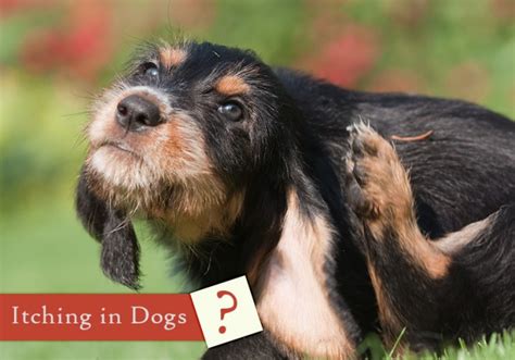 Common Causes For The Irritation Caused By Itching In Dogs