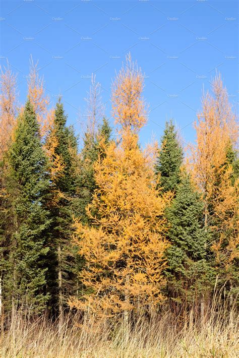 Tamarack And Black Spruce In Autumn High Quality Stock Photos ~ Creative Market