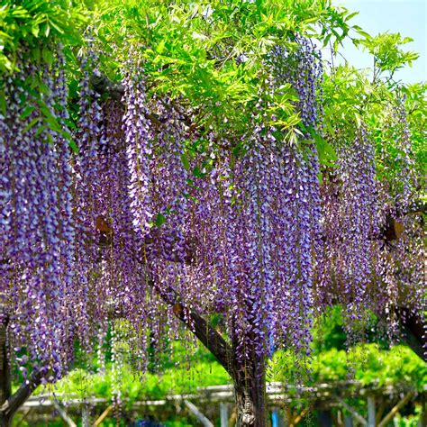 Purple Wisteria Trees For Sale