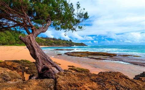 Wallpaper Trees Landscape Sea Bay Rock Nature Shore Sand