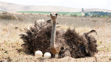 Why Do Ostriches Stick Their Heads In The Sand Mental Floss