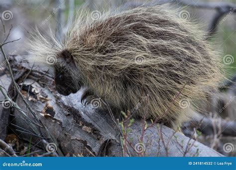 Solitary Porcupine Stock Photo Image Of Montana Share 241814532
