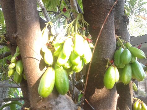 Good Plants Averrhoa Bilimbi L Small Sour Starfruit Or