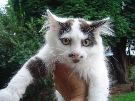 3/4 NORWEGIAN FOREST CAT- KITTEN FOR SALE | Birmingham ...