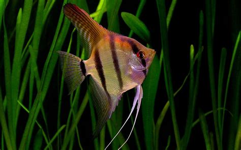 Altum Angelfish Tropicalfishkeeping Angel Fish Fresh Water Fish