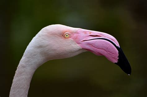 Chilean Flamingo Portrait | Shutterbug