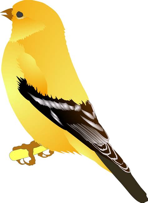 Gold Finch Bird Bird Illustration Public Domain Clip Art