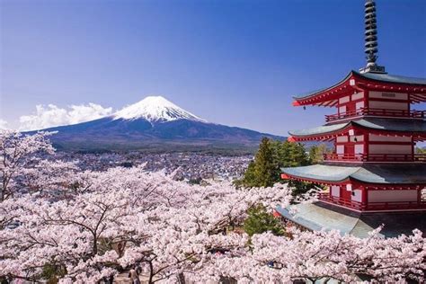 Cherry Blossom Festival And Arakura Sengen Shrine From Tokyo 2023 Viator