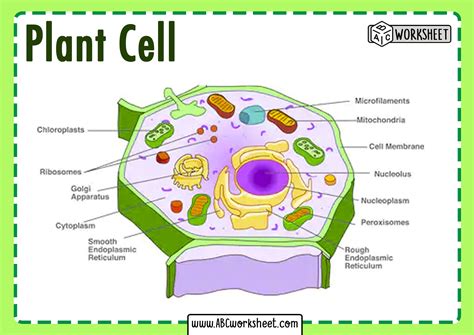 Plant Cell Parts And Functions Abc Worksheet