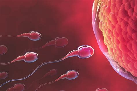 proses pembentukan sperma dan hormon yang berperan