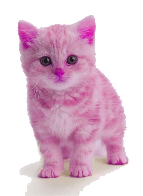 Pink Cat Art And Collectibles Digital Prints