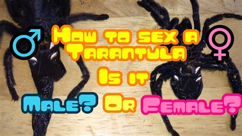 How To Sex A Tarantula Male Or Female Youtube