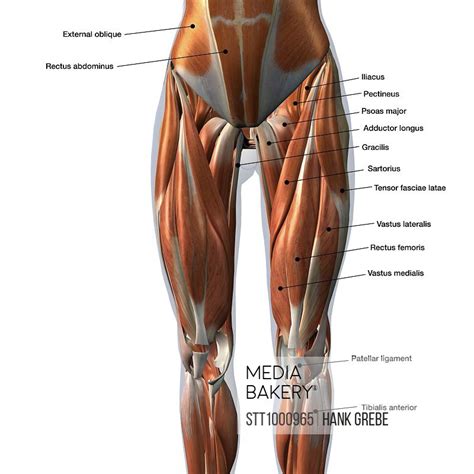 Blank woman body template for medical infographic. Mediabakery - Photo by StockTrek Images - Female front leg muscles with labels.