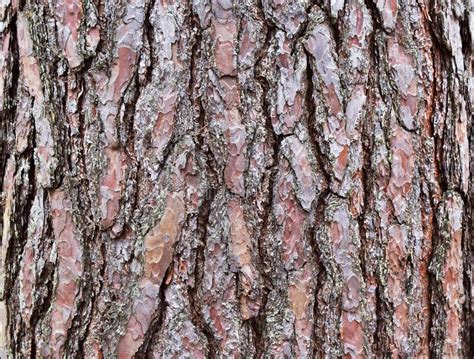 Texture Of Tree Bark Abstract Background Made Of Tree Bark Close Up