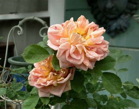 We did not find results for: 'Soleil d'Or' Rose Photo in 2020 | Rose photos, Rose, Photo
