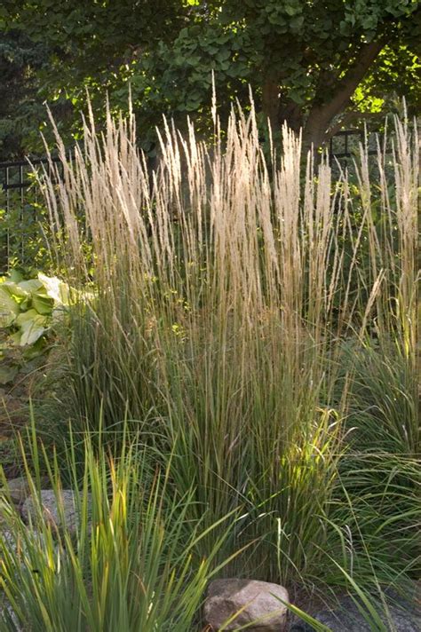 Karl Foerster Feather Reed Grass Heritage Hill Nursery Inc