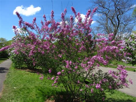 ‘lilac Sunday Rouen Lilac Arnold Arboretum Arnold Arboretum