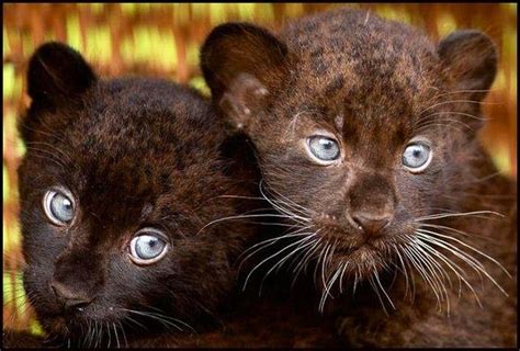 12 Best Black Panther Images On Pinterest Black Panthers Adorable