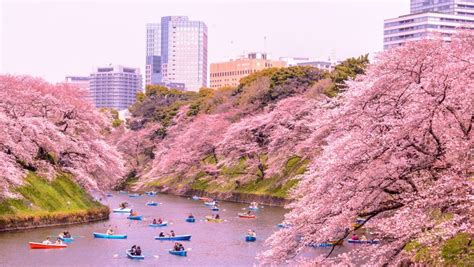 How To Plan A Cherry Blossoms Trip To Japan Mapping Megan Japan