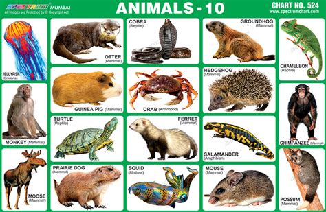 Spectrum Educational Charts Chart 524 Animals 10