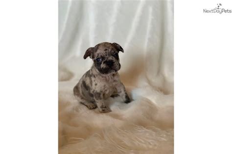 True dominance implies that the dog with one b and one b cannot be distinguished. Chocolate Merle : French Bulldog puppy for sale near San ...