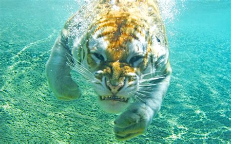 A Tiger Swimming In Water Photoshopbattles