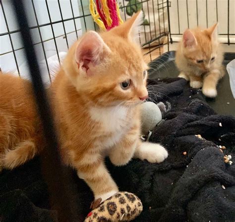 Beautiful Ginger Kittens For Sale 9 Weeks Old 1 Now Left In March