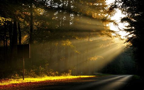 Morning Sun Rays In The Forest Wallpaper
