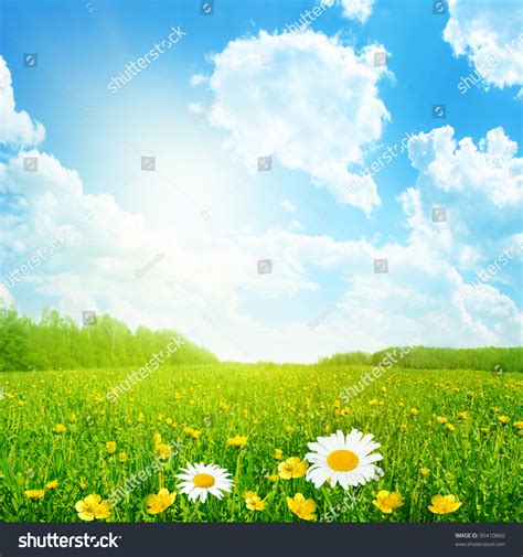 Field Of Spring Flowers And Sun On Blue Sky Stock Photo