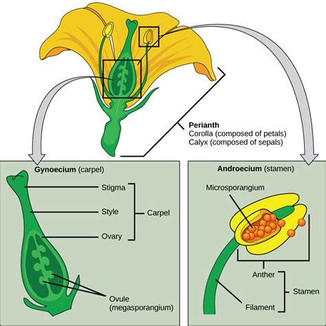 Seed Plants Angiosperms · Concepts Of Biology