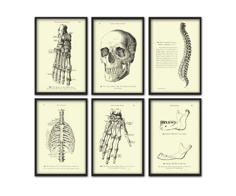 Prints Art And Collectibles Etchings And Engravings Vintage Medical Print