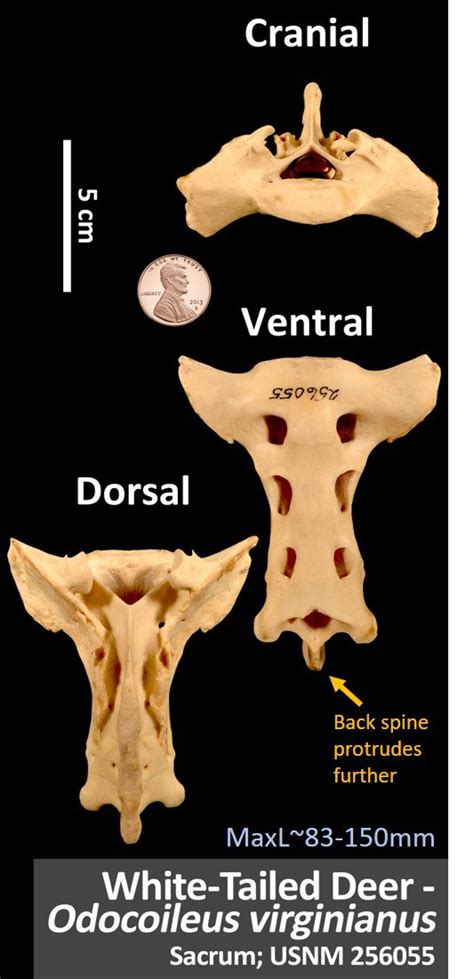 White Tailed Deer Sacrum Osteoid Bone Identification
