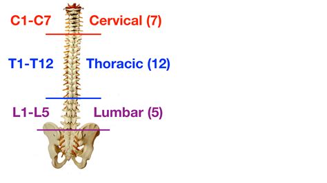 Vertebral Column Anatomy Cervical Thoracic Lumbar Sacral Spine — Ezmed