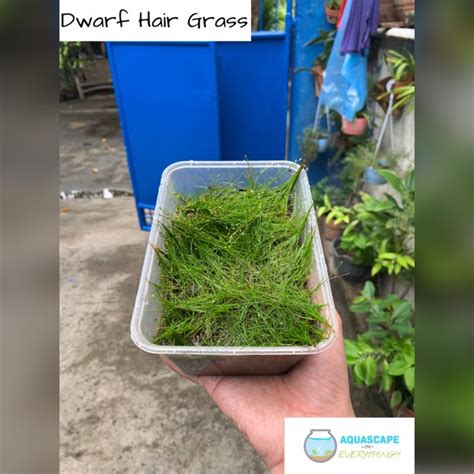 Simply separate larger mats into small portions and plant each an inch or so apart half way into the substrate. Dwarf Hair Grass - Carpet Aquatic Plants for Aquarium ...