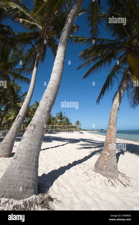 Palm Trees Smathers Beach Key West Florida Usa Stock Photo Alamy