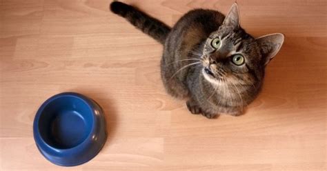Sugar free, grain free and gluten free options for speci. 5 Homemade Cat Food Recipes for Senior Cats | Homemade cat ...