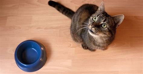 5 Homemade Cat Food Recipes for Senior Cats | Homemade cat ...